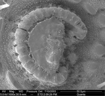 Media type: image; Invertebrate Zoology 134644
